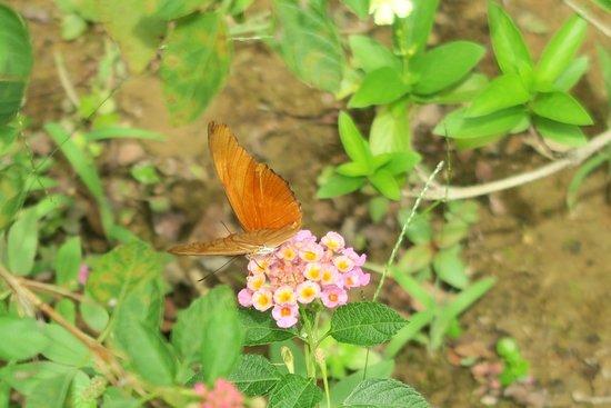 Orchid Garden Khaolak